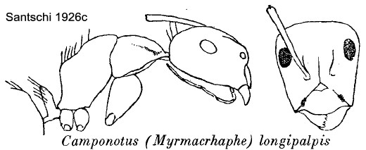 {Camponotus (Myrmacrhaphe) longipalpis}
