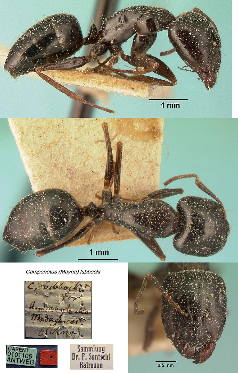 {Camponotus (Mayria) lubbocki}