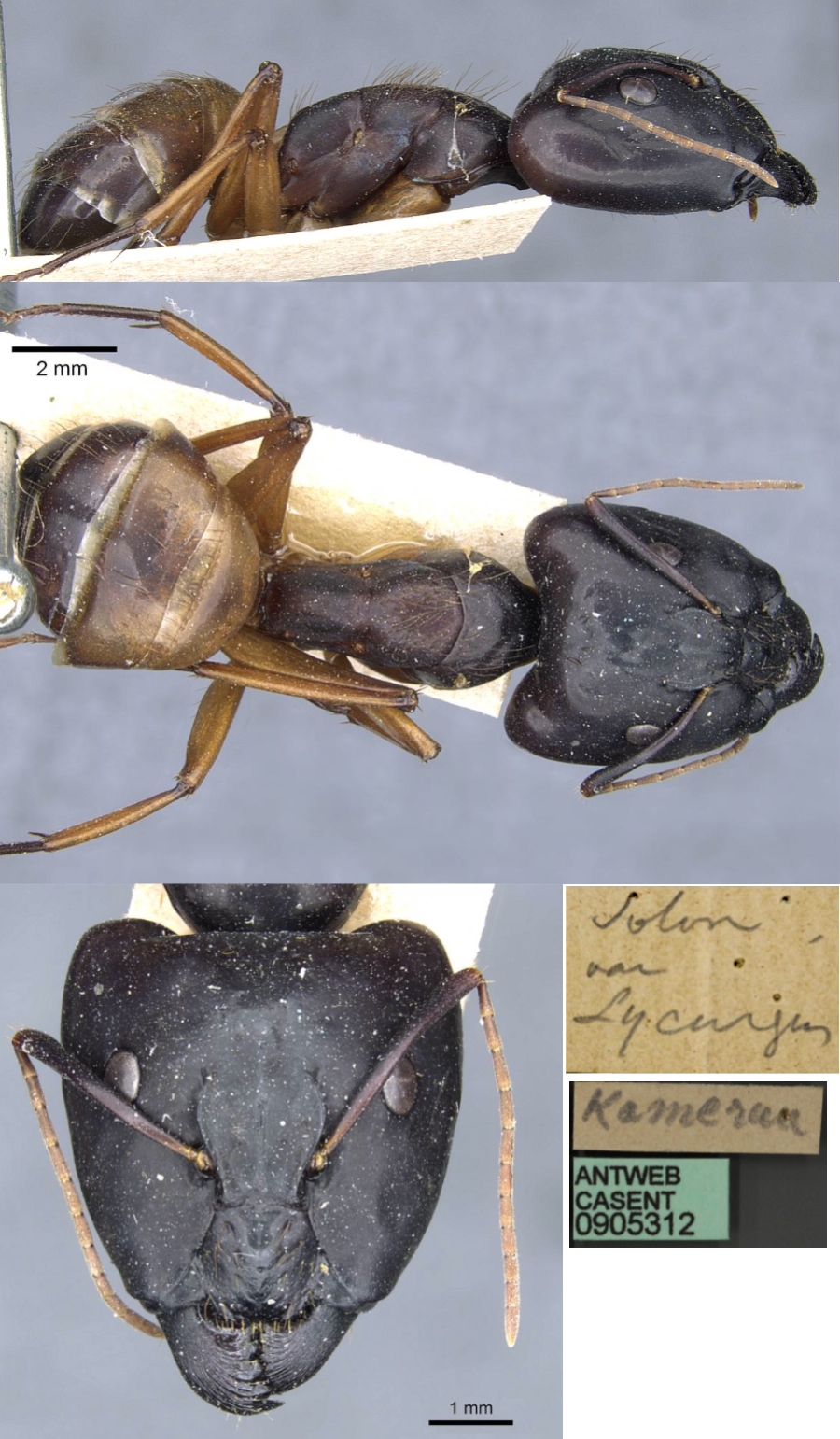 {Camponotus lycurgus major}