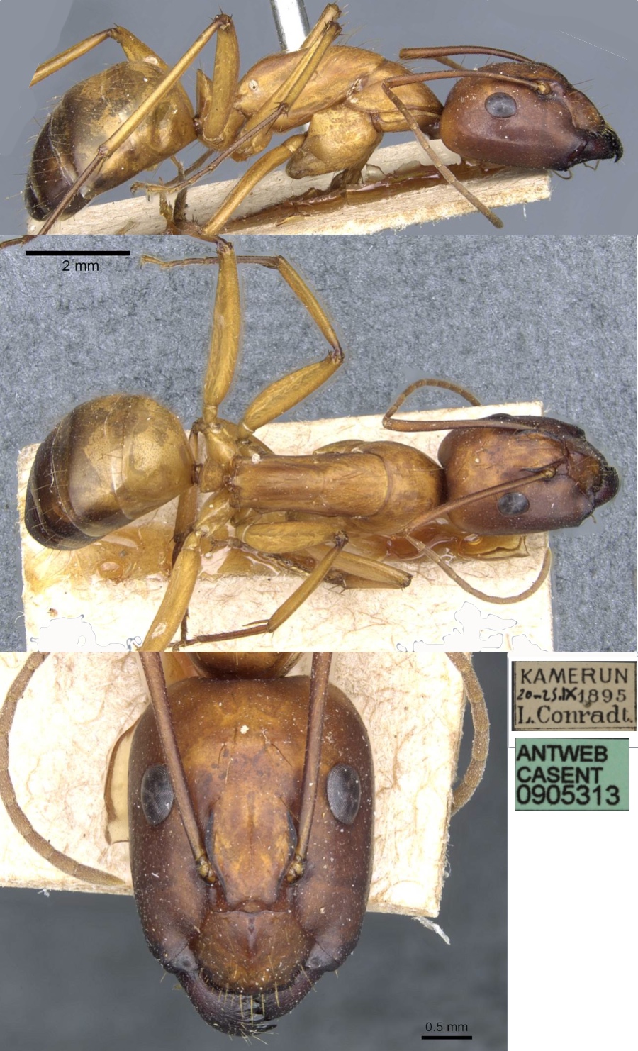 {Camponotus lycurgus minor}