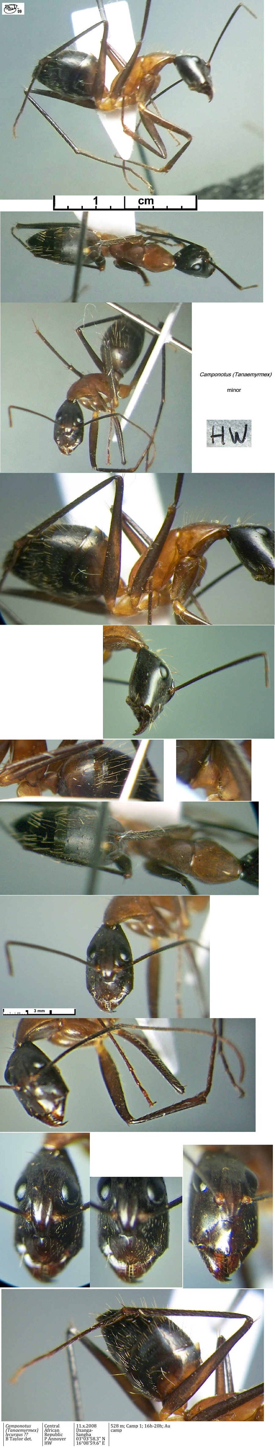 {Camponotus lycurgus media}