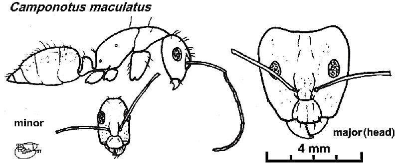 {Camponotus (Tanaemyrmex) maculatus}