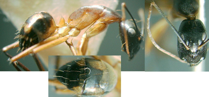 {Camponotus maculatus type form minor}