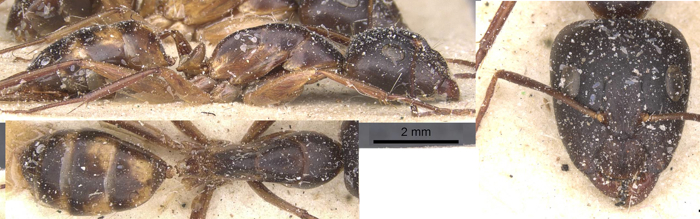 Camponotus maculatus cataractae major