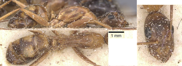 Camponotus maculatus cataractae minor