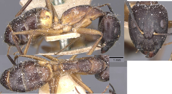 Camponotus maculatus cavallus major