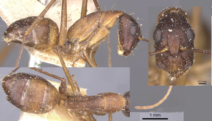 Camponotus maculatus cavallus minor
