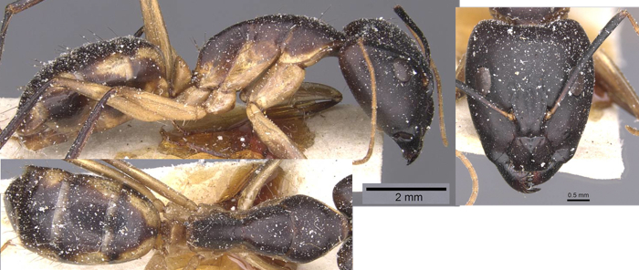 Camponotus maculatus citinus major