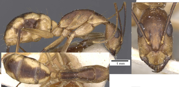 Camponotus maculatus citinus minor