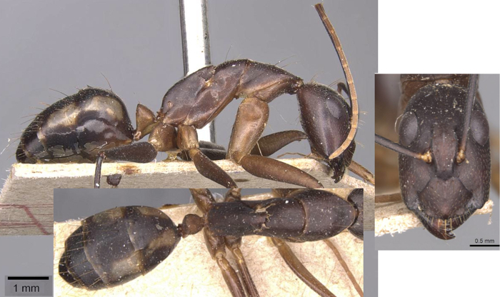 Camponotus cluis minor