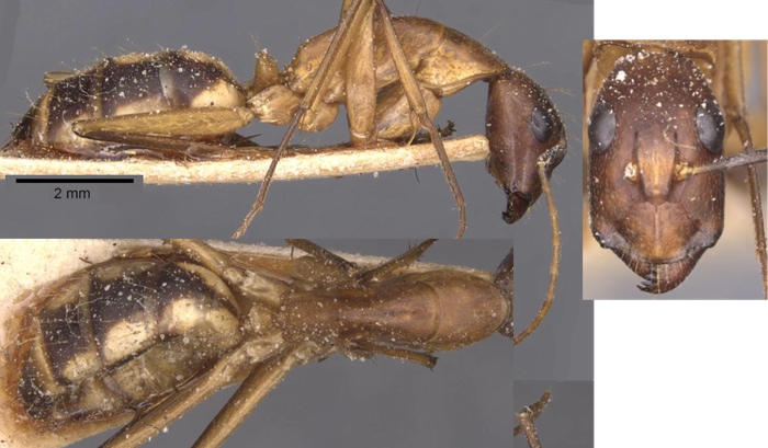 Camponotus conakryensis  minor