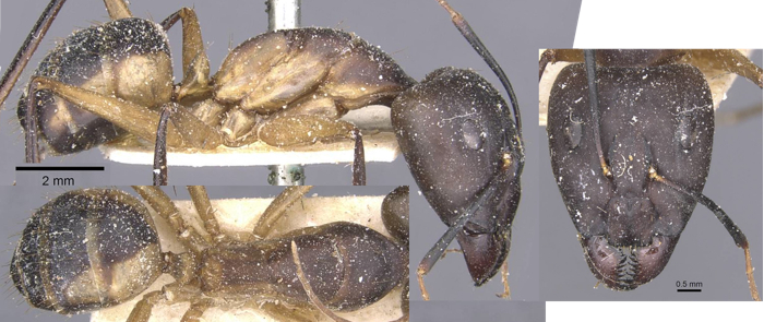 Camponotus maculatus contaminatus major