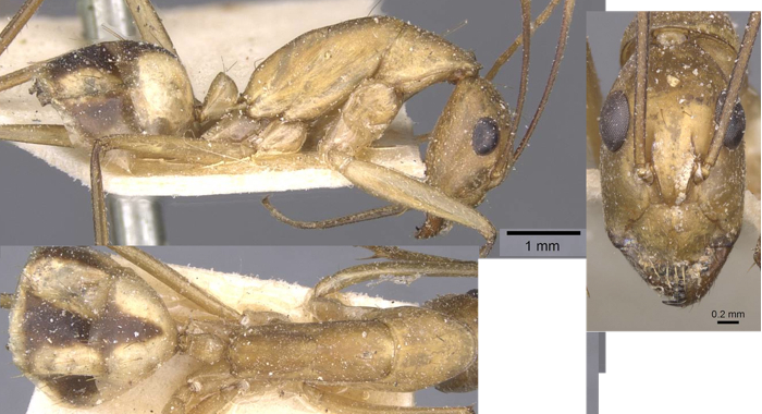 Camponotus maculatus contaminatus minor