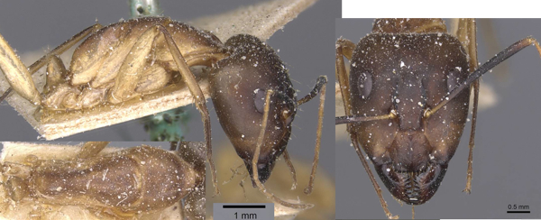 Camponotus maculatus diffusus