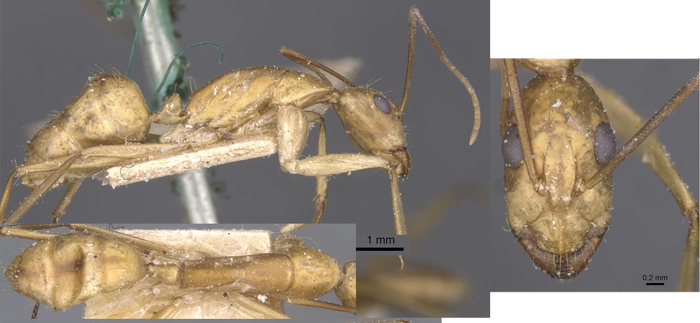 Camponotus maculatus diffusus minor