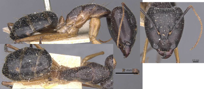 Camponotus maculatus flavominor