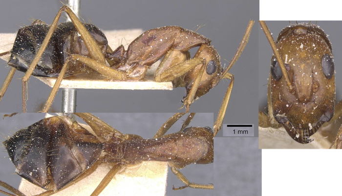 Camponotus maculatus flavominor minor