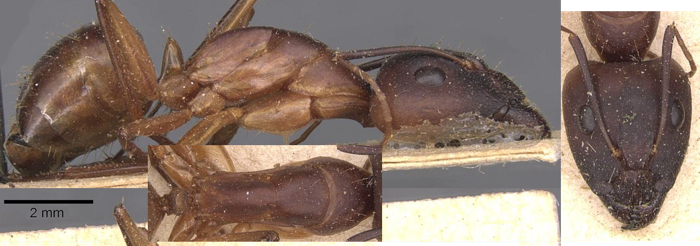 Camponotus maculatus intonsus major