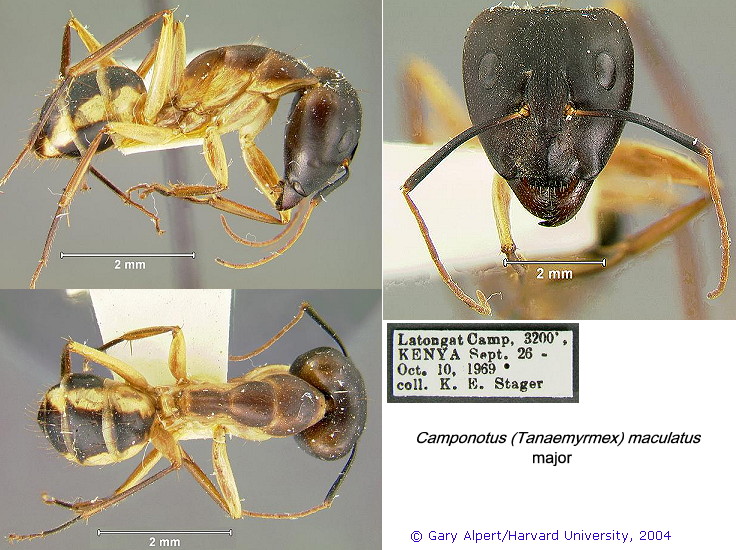 {Camponotus maculatus ? cluisoides}