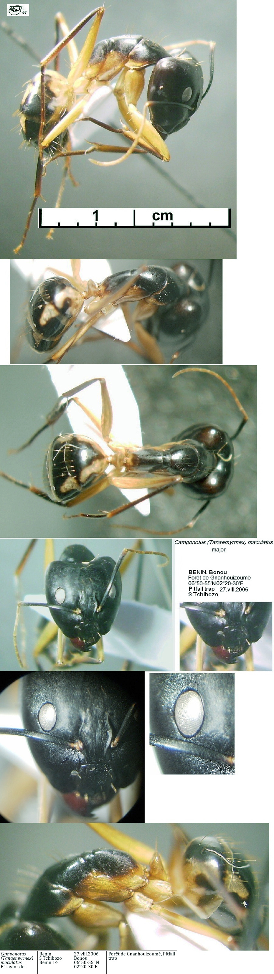 {Camponotus maculatus major Benin}
