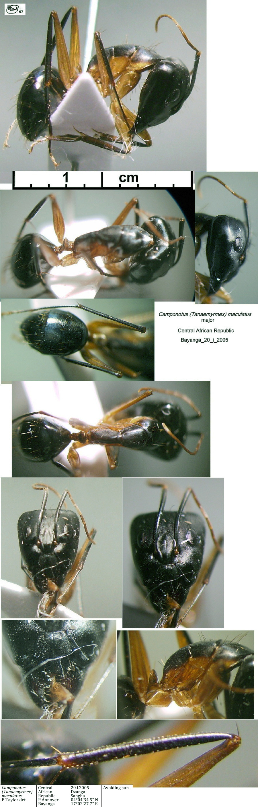 {Camponotus maculatus major CAR Bayanga}