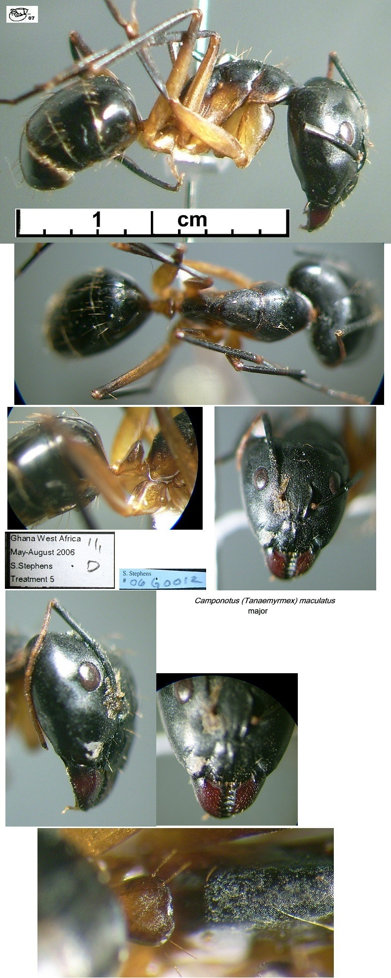{Camponotus maculatus major Ghana}