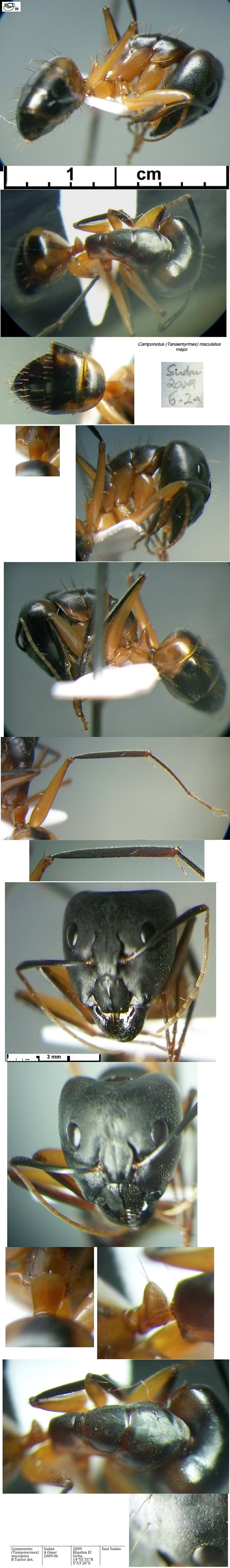 {Camponotus maculatus major Sudan}