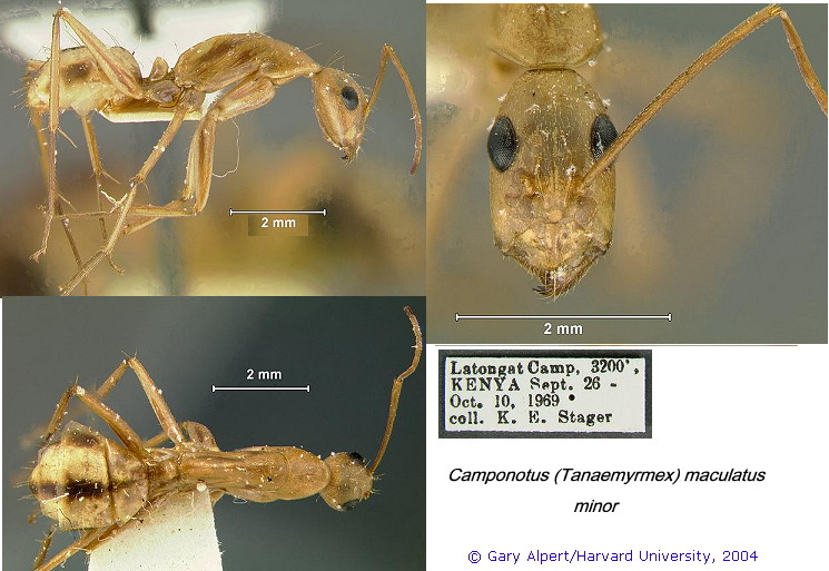 {Camponotus maculatus ? cluisoides minor}