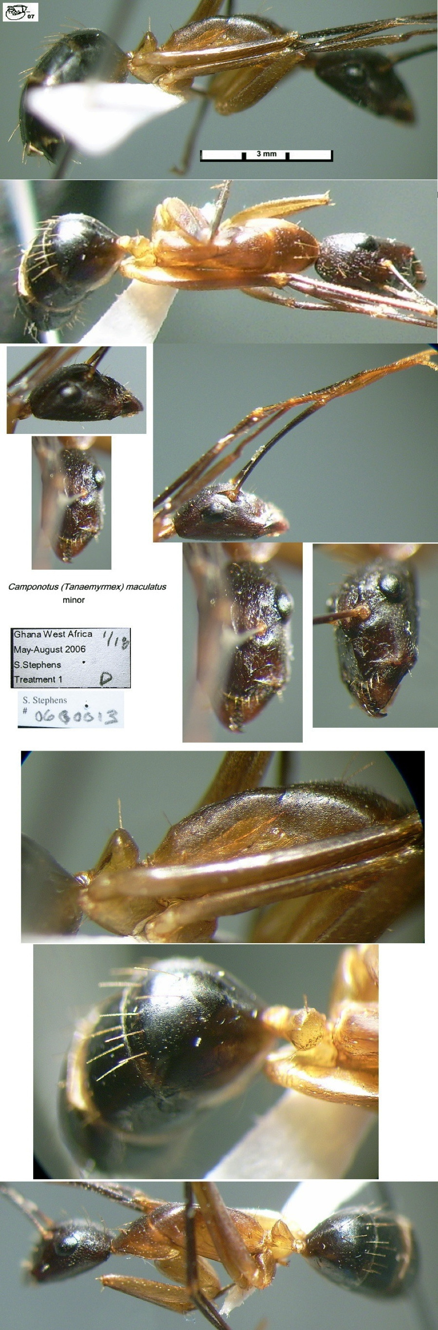 {Camponotus maculatus minor Ghana}