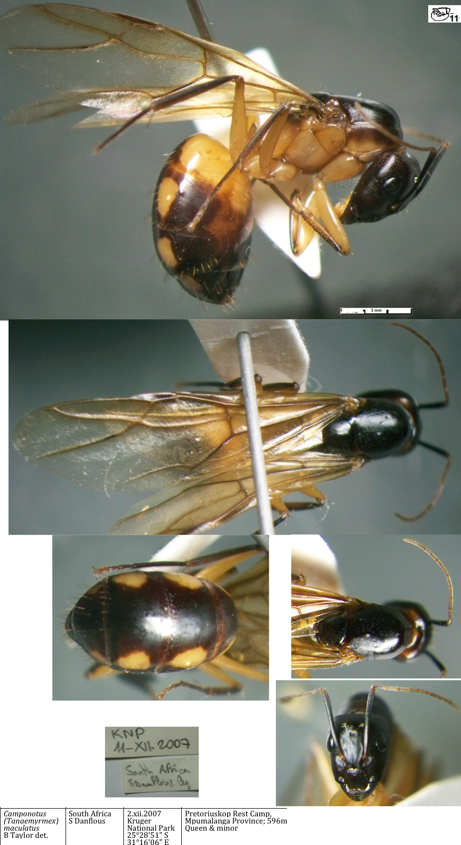 {Camponotus maculatus queen}