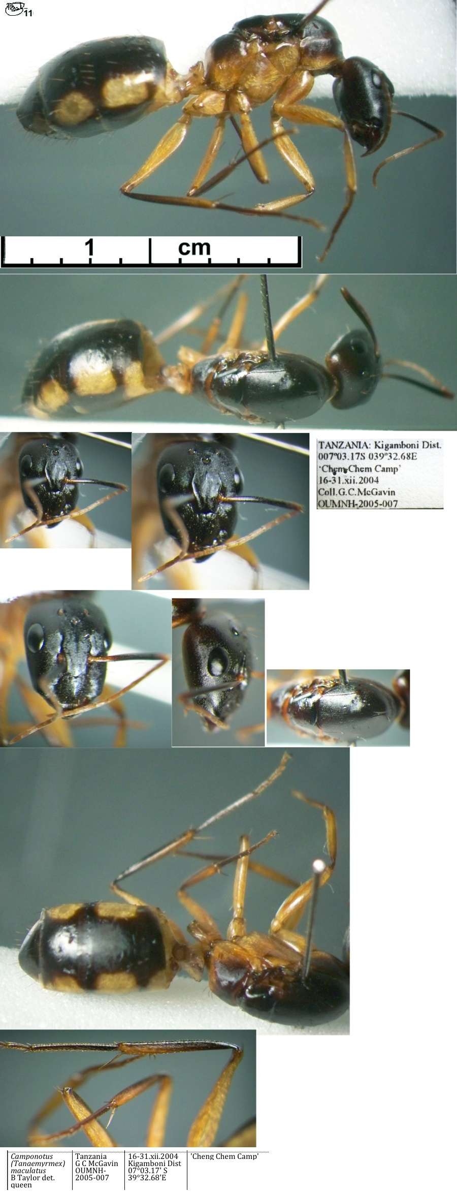 {Camponotus maculatus type form queen}