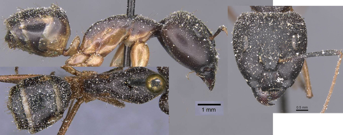 Camponotus maculatus semispicatus