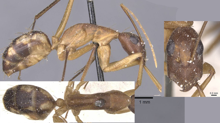 Camponotus maculatus thomensis minor