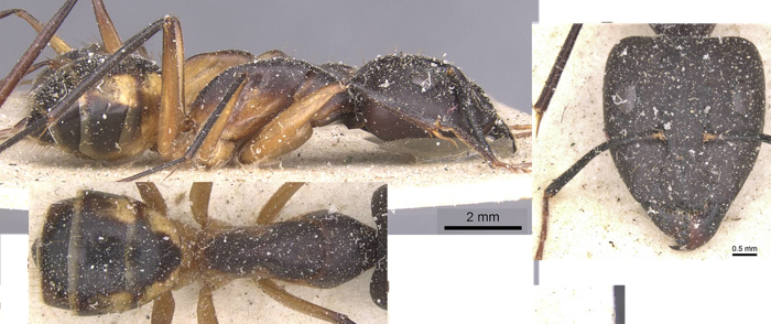 Camponotus maculatus tuckeri major