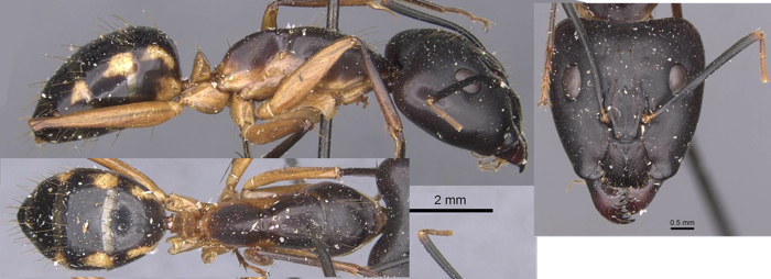 Camponotus maculatus zumpti