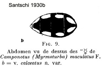 {Camponotus (Tanaemyrmex) macualts calceatus}