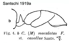 {Camponotus maculatus cavallus minor}