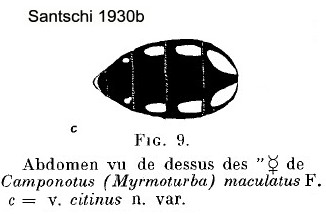 {C. maculatus citinus}