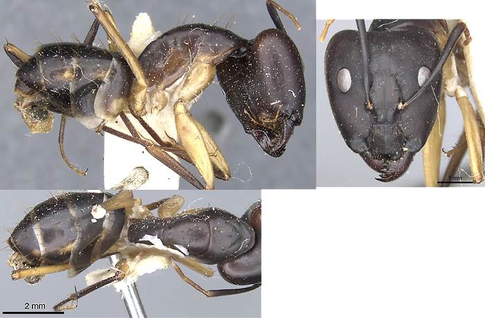 Camponotus flavifemur major