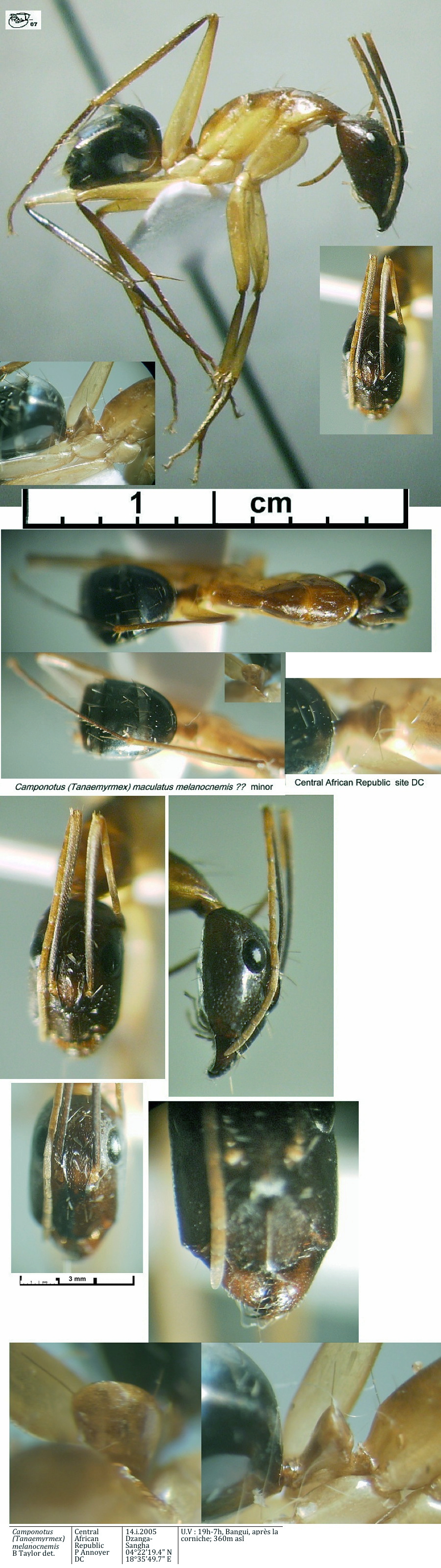 {Camponotus maculatus melanocnemis major}