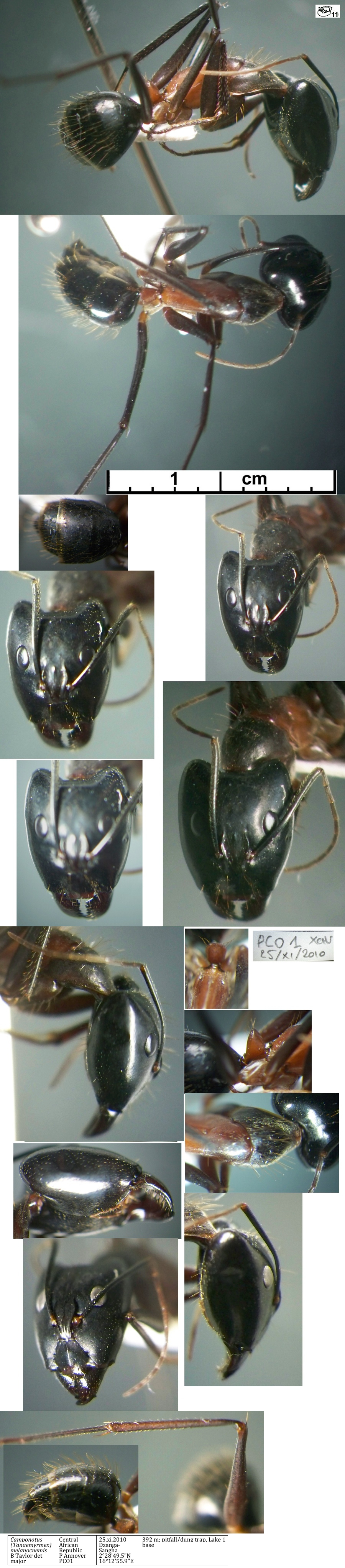 {Camponotus maculatus melanocnemis minor}