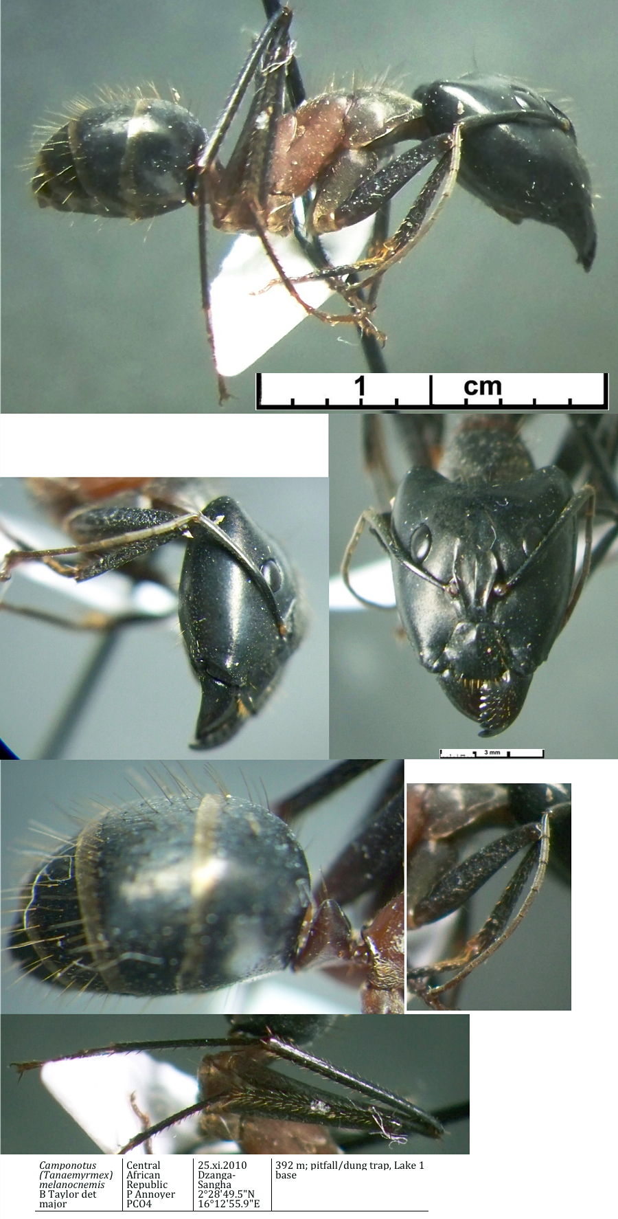 {Camponotus maculatus melanocnemis minor}