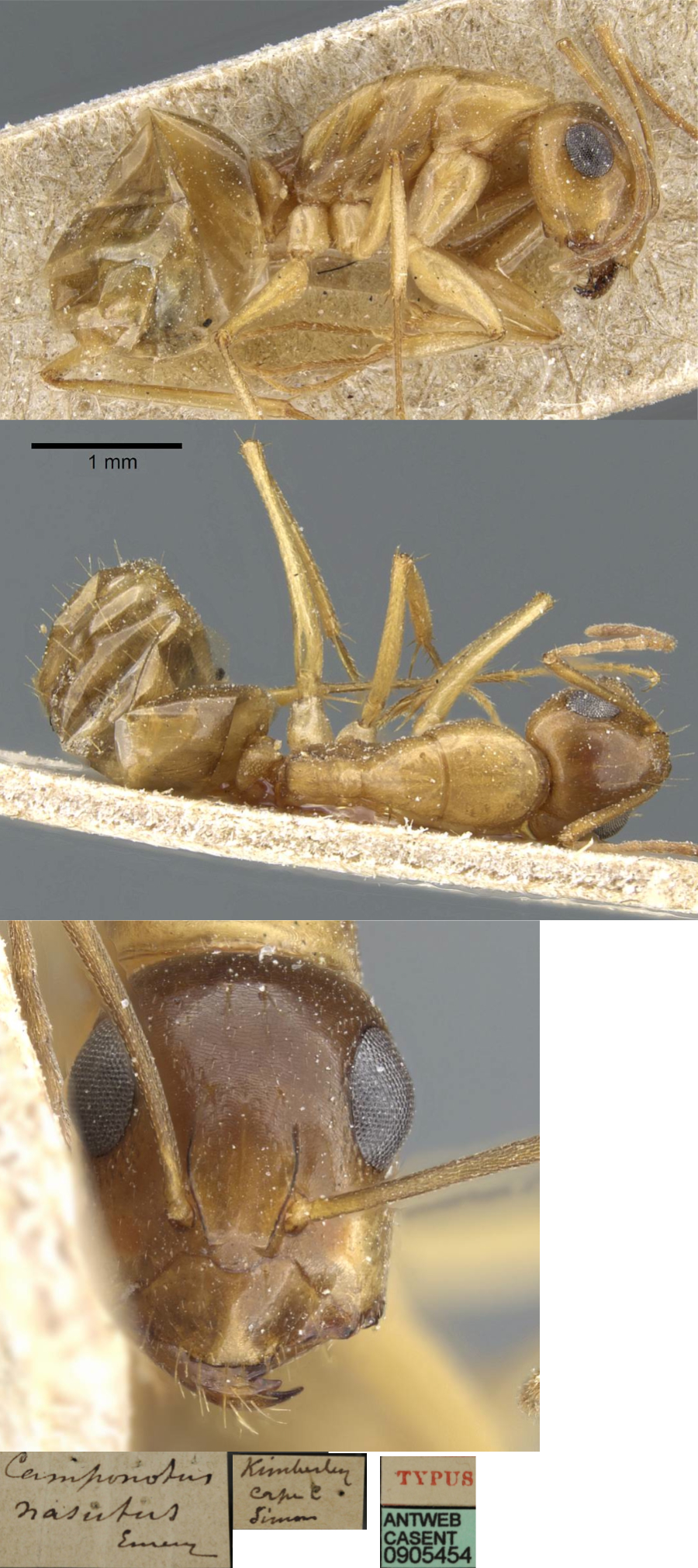 {Camponotus nasutus minor}