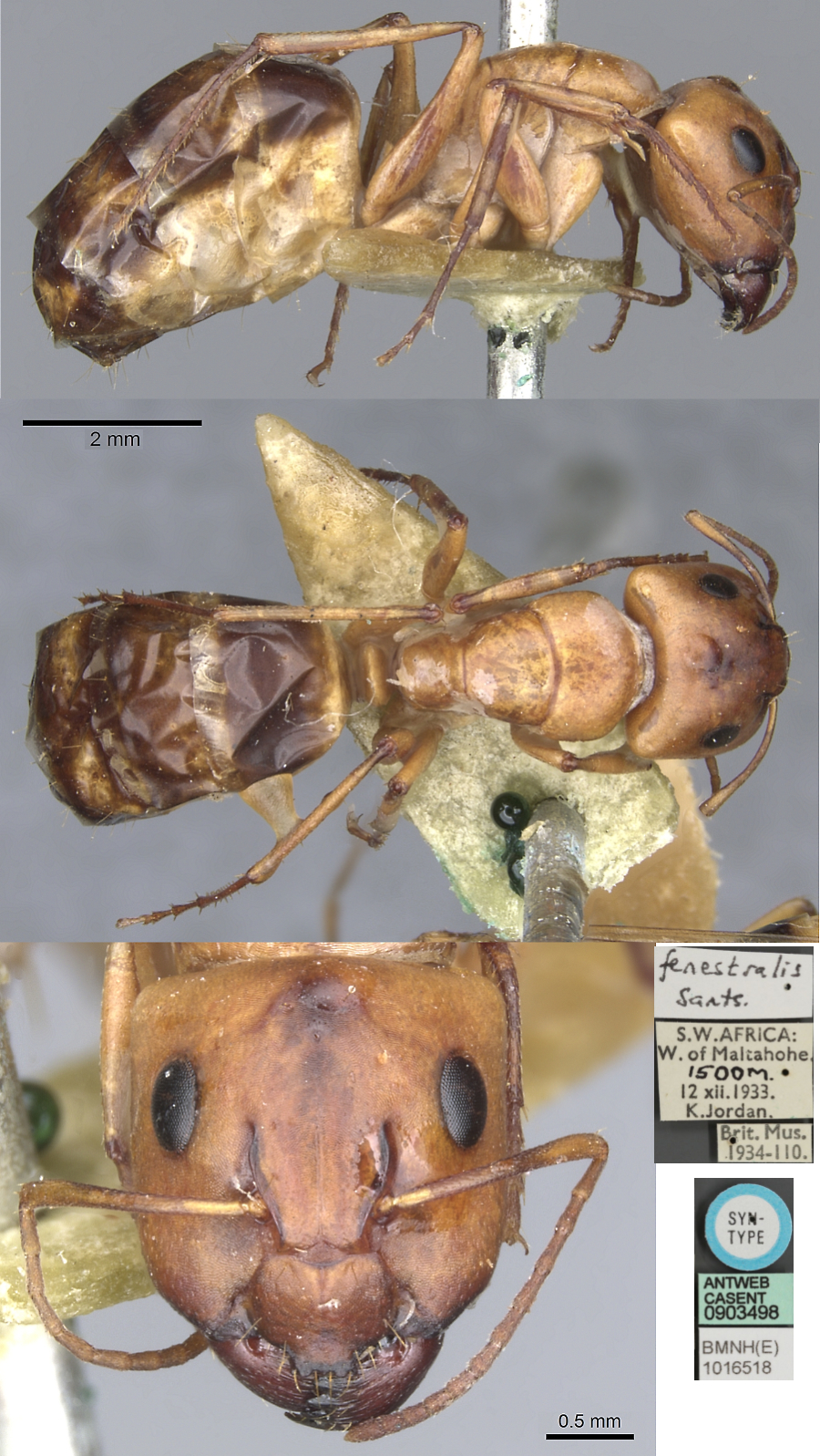 {Camponotus nasutus major}