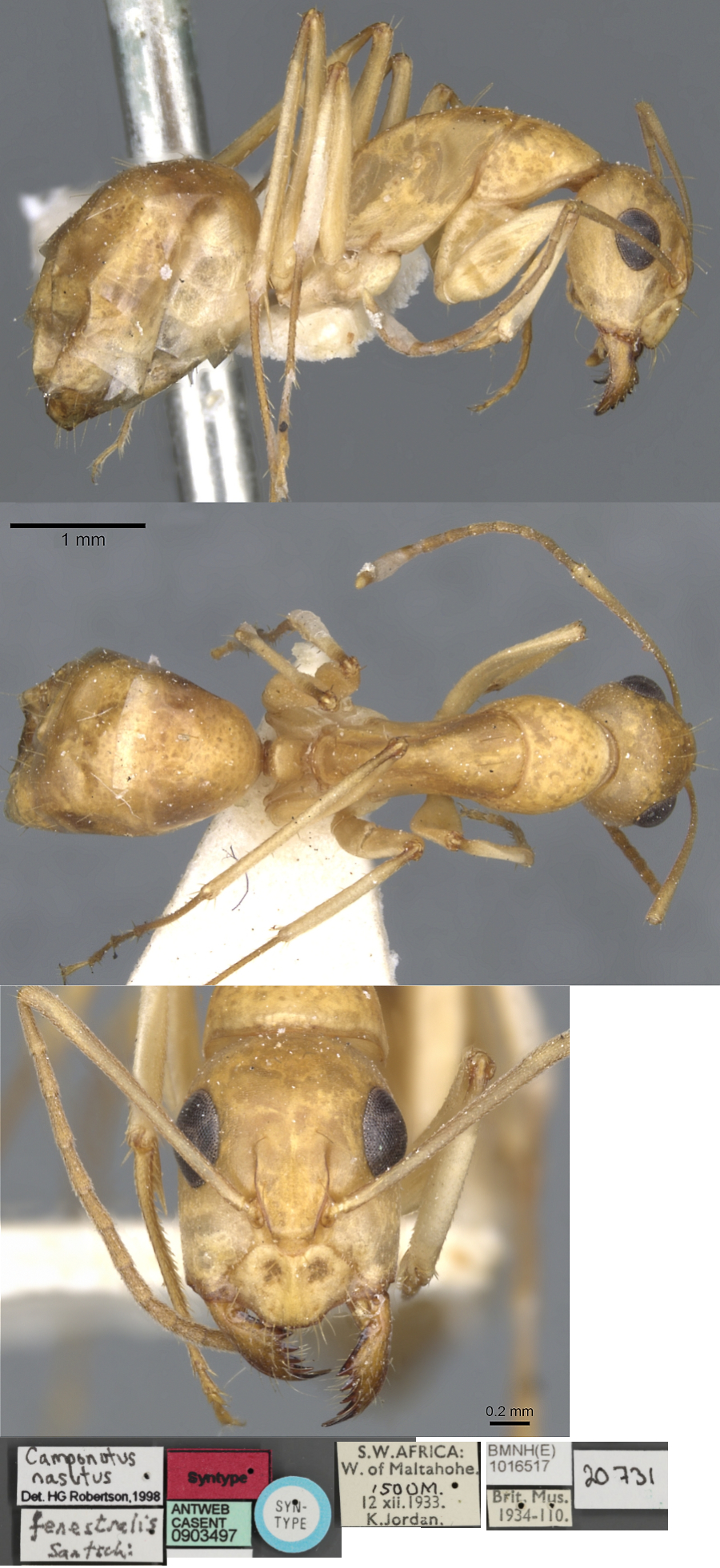{Camponotus nasutus minor}