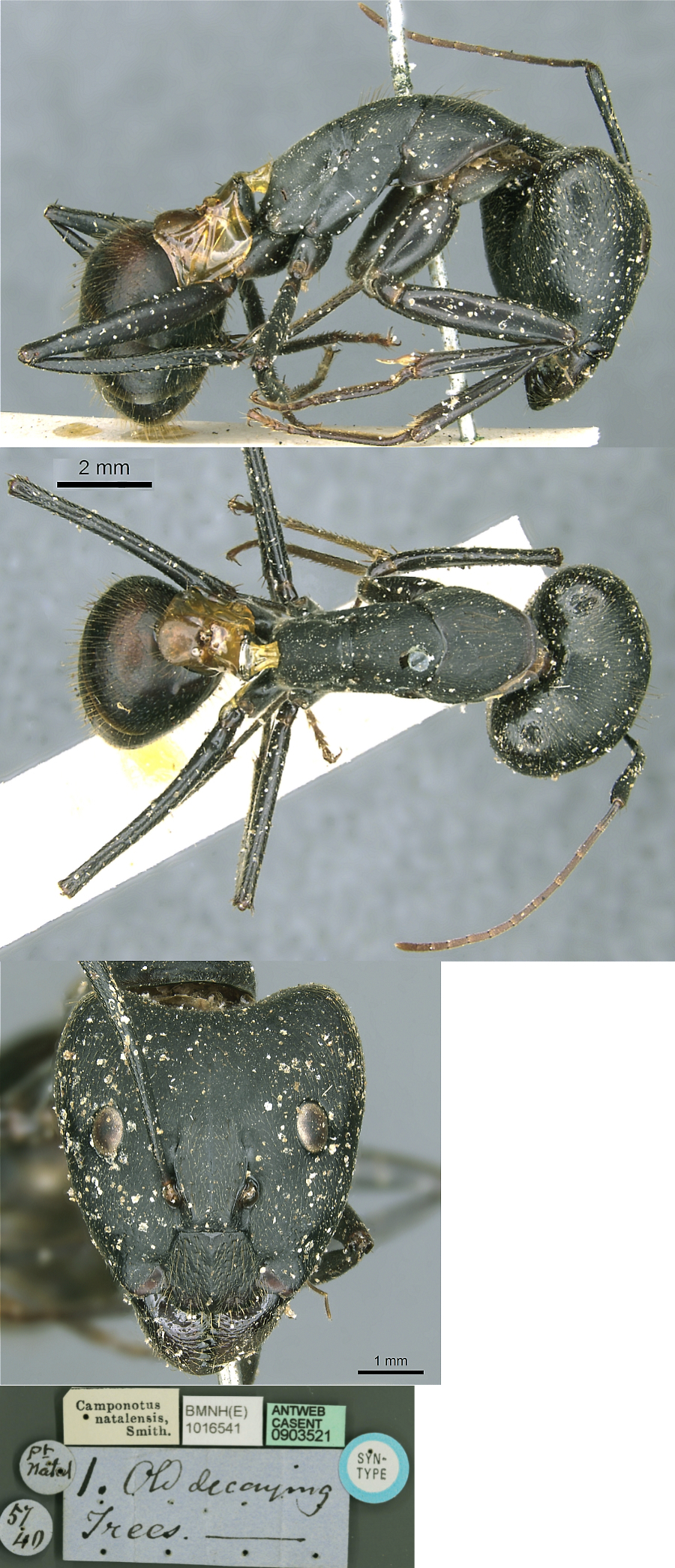 Camponotus natalensis major