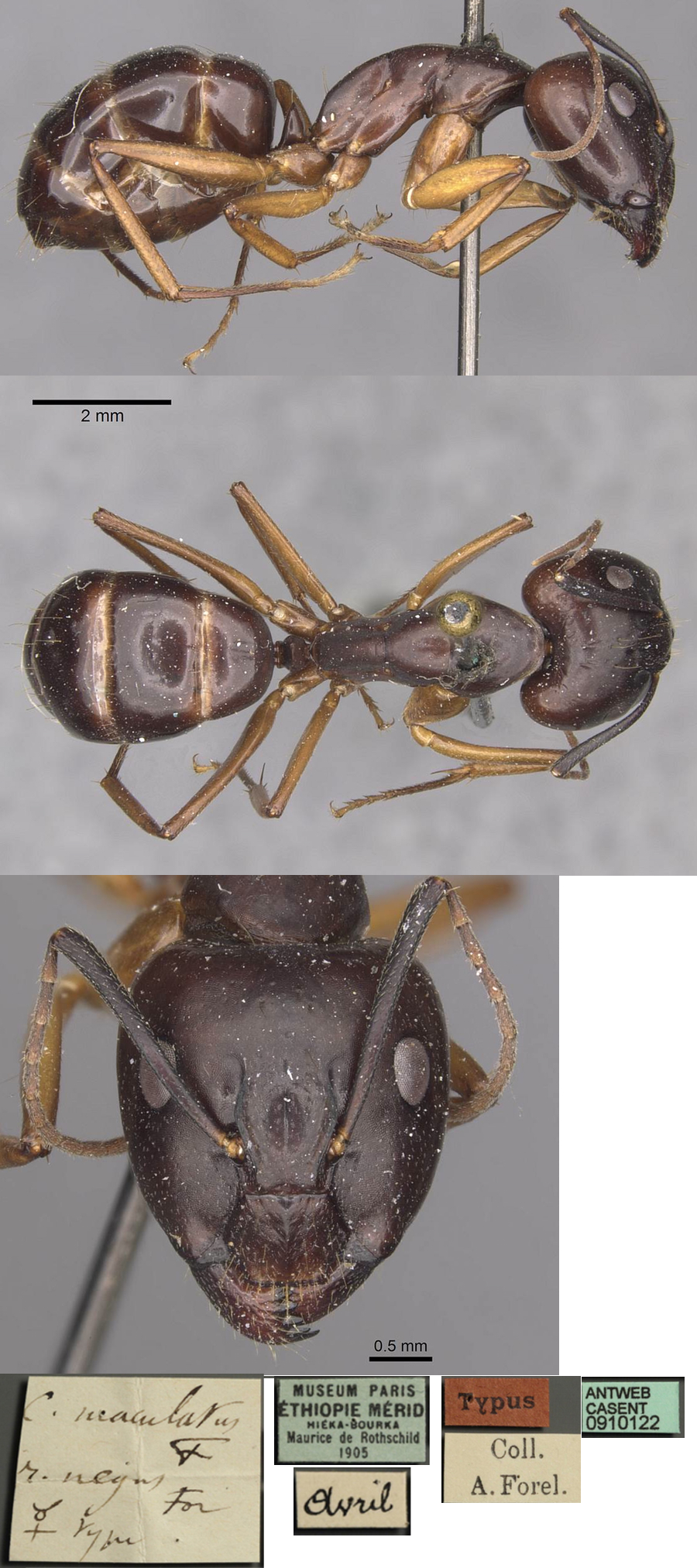 Camponotus negus major