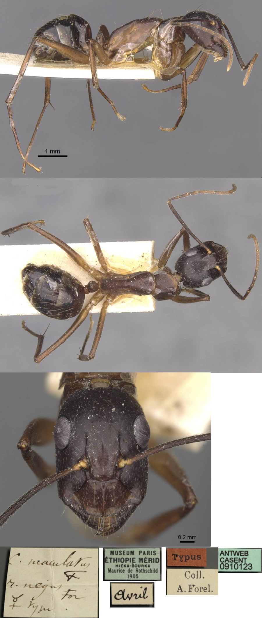Camponotus negus minor