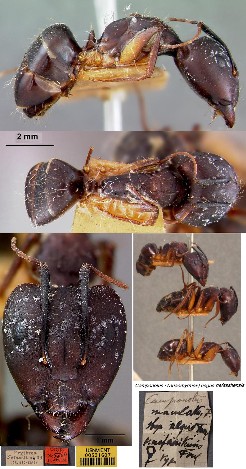 {Camponotus (Tanaemyrmex) negus nefassitensis}