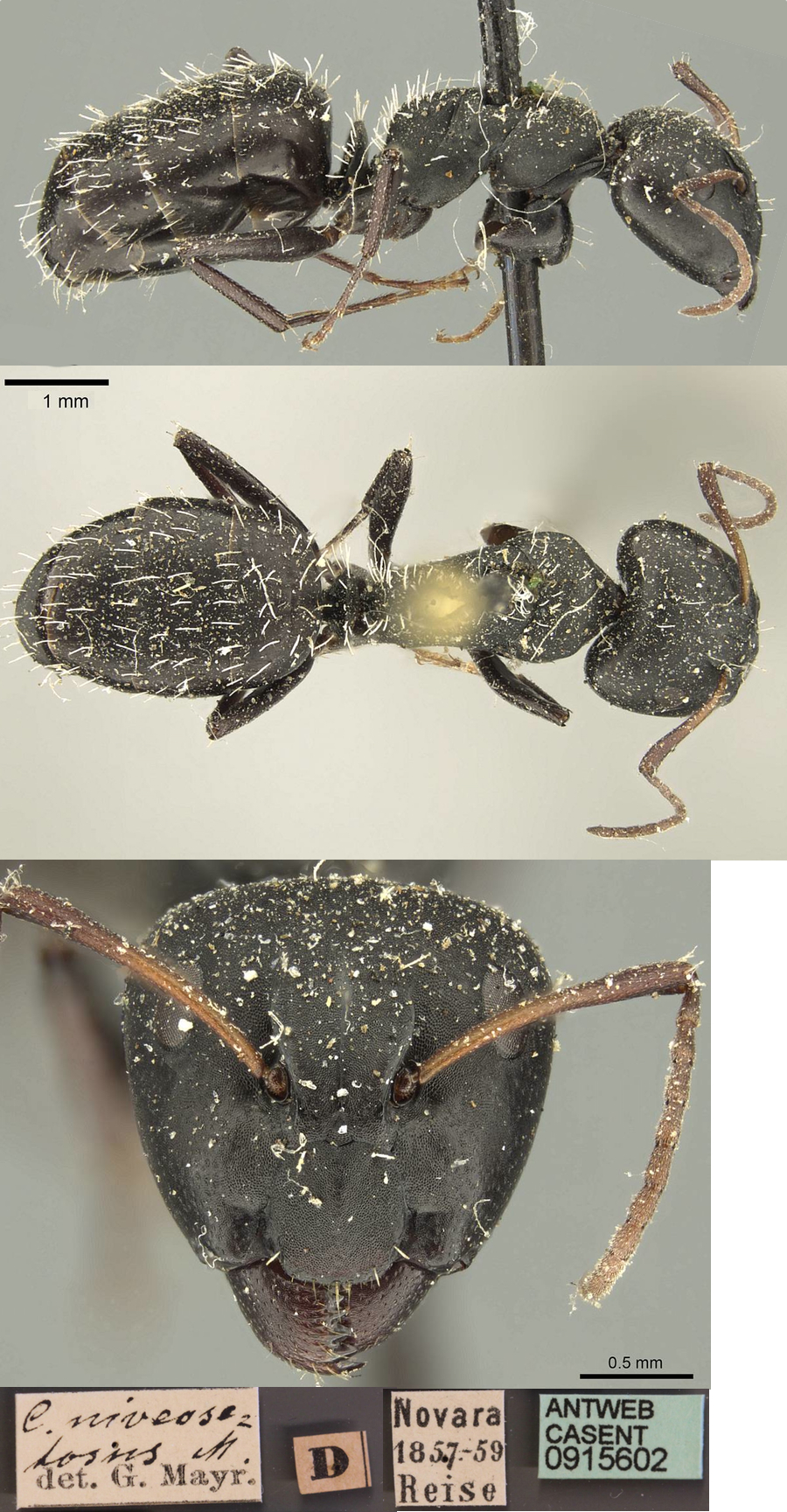 Camponotus niveosetosus major